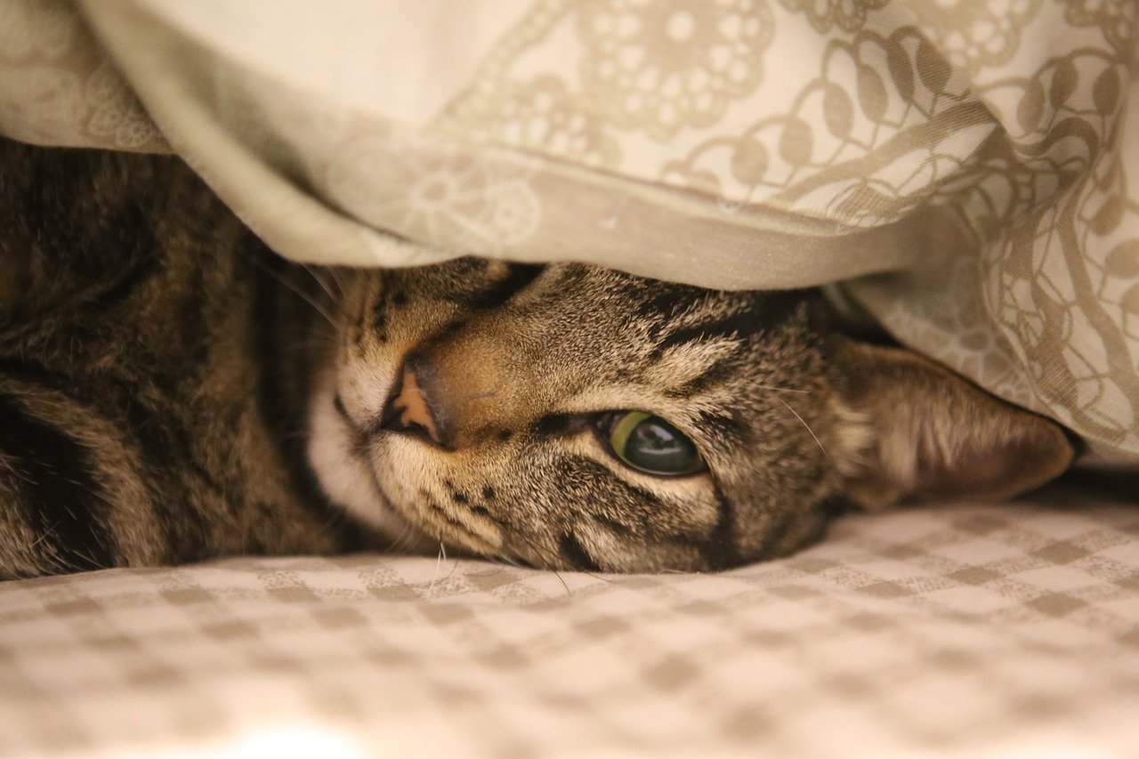 The Affectionate Traits of the Scottish Fold